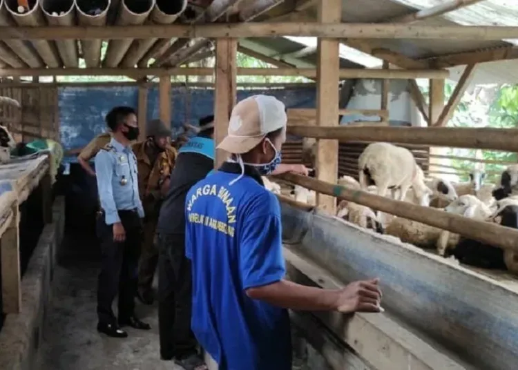 BUDIDAYA TERNAK: Lembaga Pemasyarakatan Klas III Rangkasbitung bersama Dinas Peternakan Lebak saat mengenalkan  teknis budidaya ternak kepada WBP di Kecamatan Cibadak dan Rangkasbitung, Selasa (8/9). (MULYANA/SATELIT NEWS)