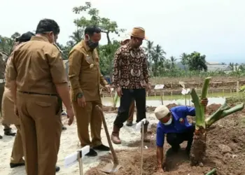 Ekspor Talas Beneng, Pemkab Pandeglang Bidik Jepang