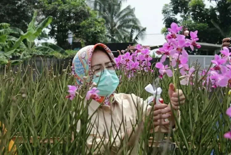 Ketika Walikota Airin Panen Bunga Anggrek