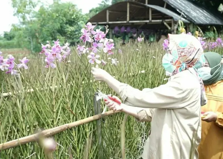 Ketika Walikota Airin Panen Bunga Anggrek