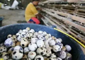 Produksi Telur Puyuh Jadi Target Pengembangan