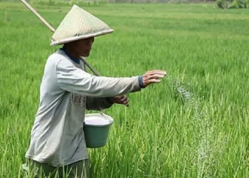 Lebak Bakal Memperoleh Tambahan Pupuk Bersubsidi