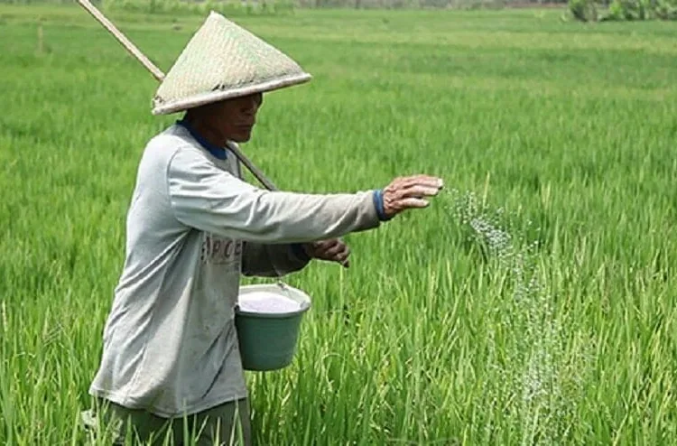 Lebak Bakal Memperoleh Tambahan Pupuk Bersubsidi