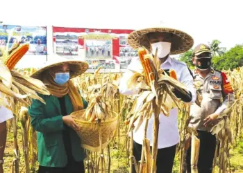 Forkopimda Panen Raya Jagung dan Lele