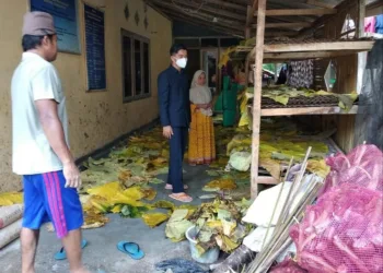 Talas Beneng Ngetren di Pandeglang, Sedang Bagus dan Menguntungkan