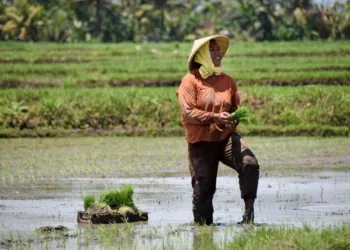 Petani Harus Punya Kartu Tani Agar Dapat Menebus Pupuk Bersubsidi