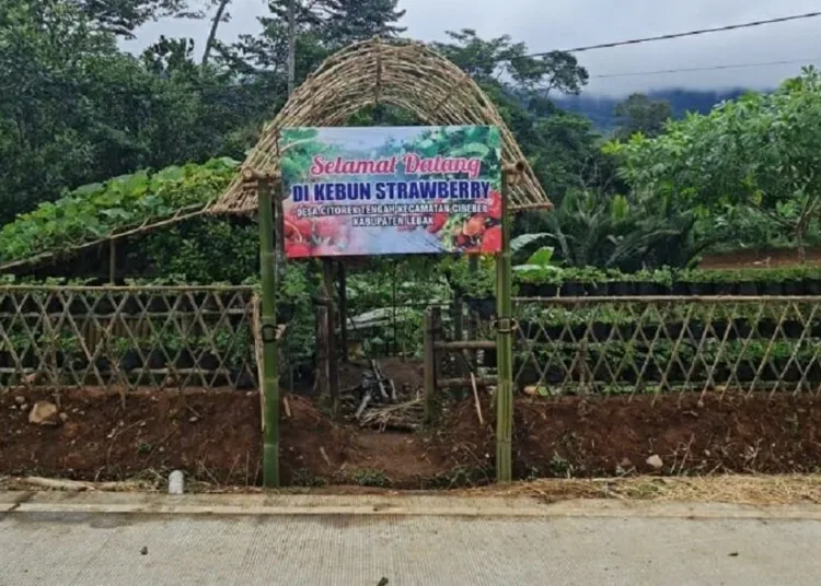 Lebak Punya Wisata Kebon Stroberi