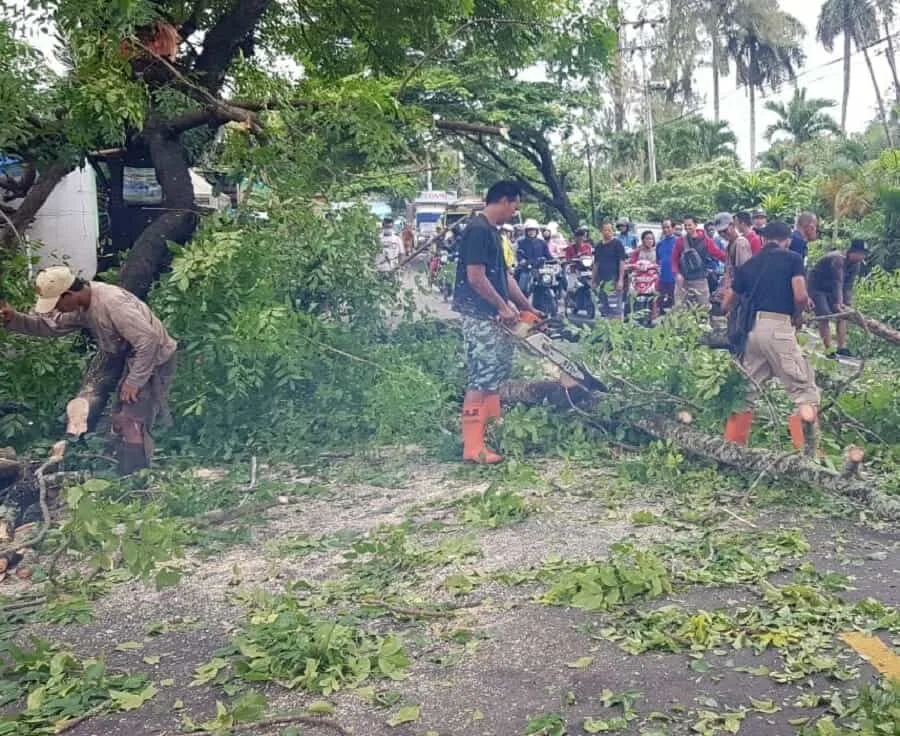 Akses Jalan Tertutup Akibat Pohon Tumbang Disebabkan Cuaca Ekstrim