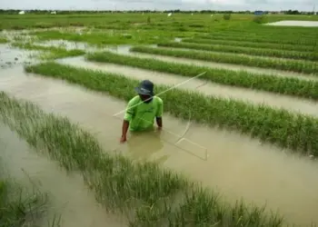 686 Hektar Lahan Sawah Terendam Banjir