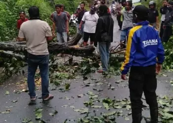 BPBD Intensifkan Sosialisasi, Warga Diimbau Waspada Pohon Tumbang