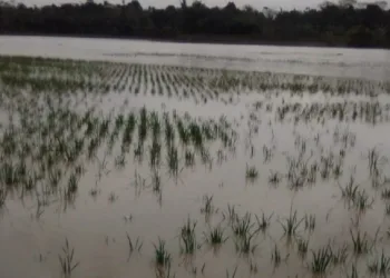 Sawah Terendam Luapan Air Dari Sungai, Petani Terancam Gagal Tanam