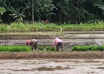 Serangan Keong Mas Berhasil Dikendalikan