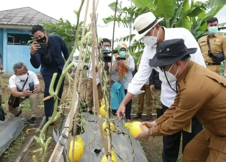 Pemprov Banten Prioritaskan Sektor Pertanian untuk Ketahanan Pangan