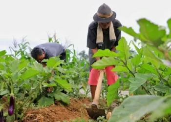 Kota Tangerang Punya Agrowisata Baru, Hasilkan Tanaman Produktif