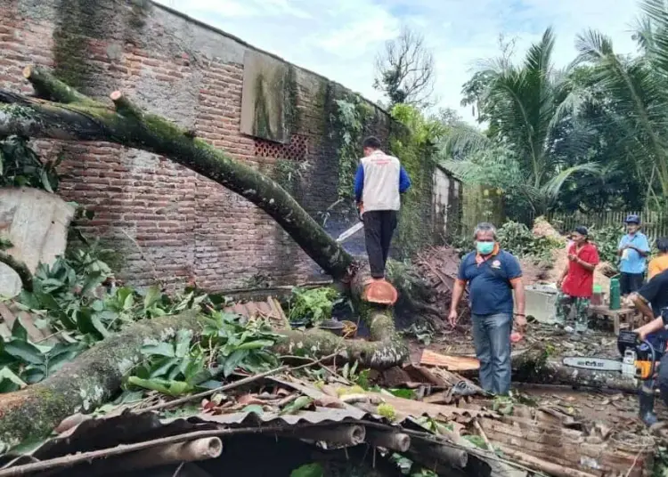 Pohon Rambutan Tumbang Ratakan Dua Rumah di Desa Citeras