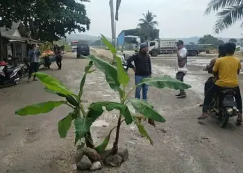 Protes Jalan Rusak, Warga Kecamatan Bayah Tanam Pohon Pisang