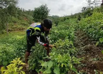 Mandiri di Tengah Keterpurukan dengan Garap Pertanian