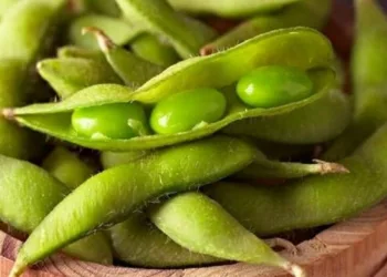 2 Varian Jagung di Kembangkan di Banten, Jenis Kacang dan Edamame