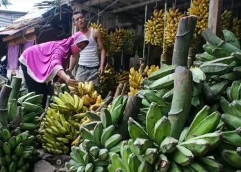 Penjualan Pisang Meningkat di Masa Pandemi