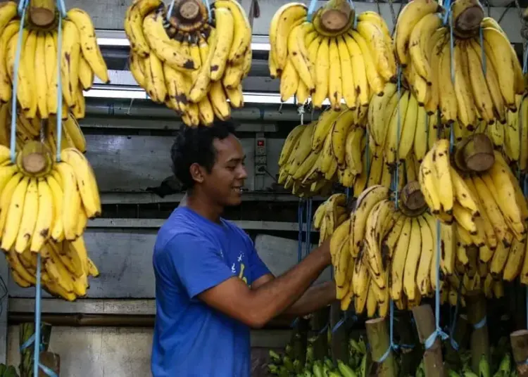 Penjualan Pisang Meningkat di Masa Pandemi