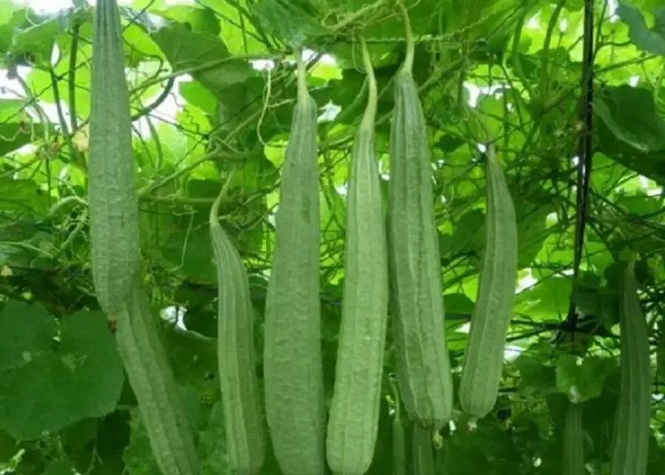 Permintaan Tinggi, Petani Sayur Oyong di Kabupaten Lebak Untung Besar