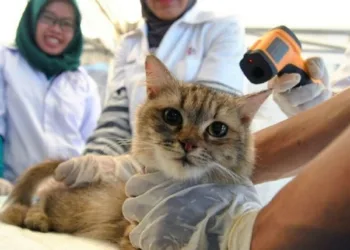 Distankeswan Lebak Ingin Punya Gedung Laboratorium Kesehatan Hewan