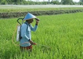 Bahan Baku Pupuk Kimia Semakin Terbatas