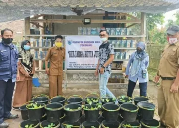 Budidaya Cupang Dinilai Mampu Mangangkat Perekonomian Warga