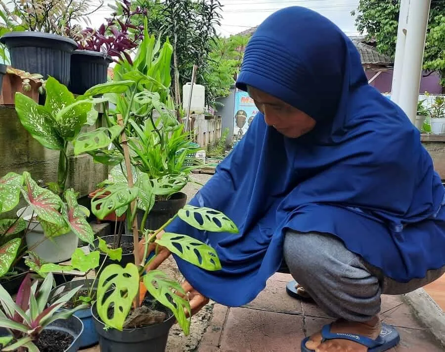 Janda Bolong Tak Suka Sinar Matahari Langsung