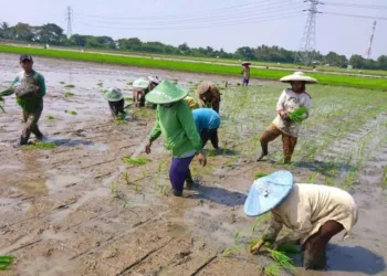 Lahan Pertanian Kecamatan Sukadiri Tidak Masuk LP2B