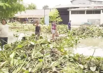 Ribuan Eceng Gondok di Kali Gelam Diangkut