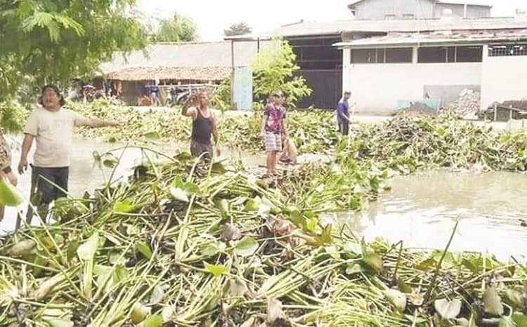 Ribuan Eceng Gondok di Kali Gelam Diangkut