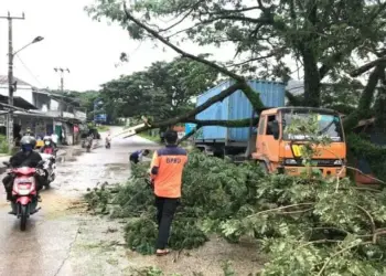 Kontainer Tabrak Dahan Pohon, Jalan Raya Cirabit Sempat Macet