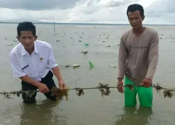 Budidaya Rumput Laut di Ujung Pulau Jawa Menjanjikan