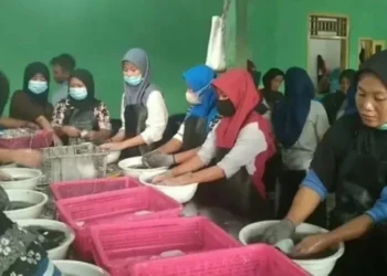 Cumi Sotong Pandeglang Tembus Pasar Eropa dan Asia