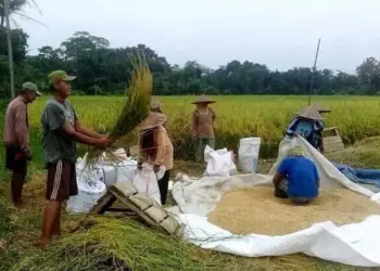 Bupati Tatu Minta Kementan RI Beri Solusi