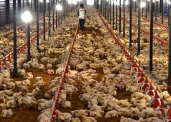 Mengandung Bakteri, Produksi Daging Ayam di Cikande Minta Dihentikan