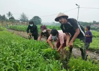 Kembangkan Hidroponik di Setiap Rumah Warga