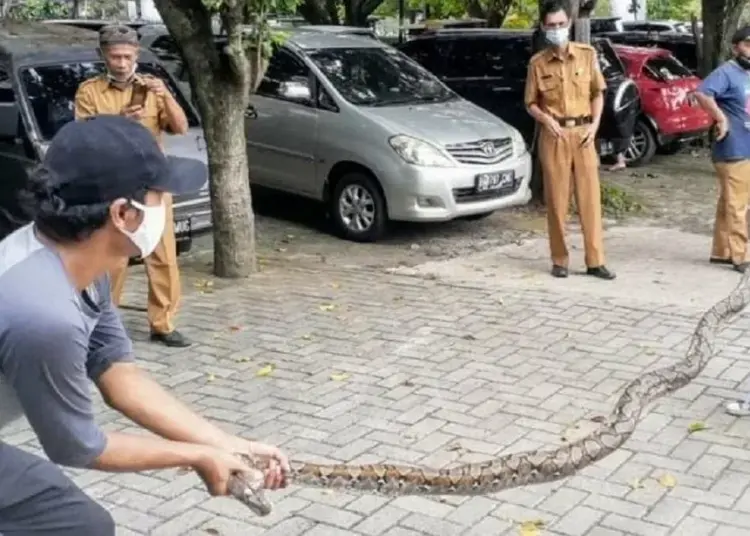 Ular Sanca Gentayangan di Area Kantor MUI Tangsel