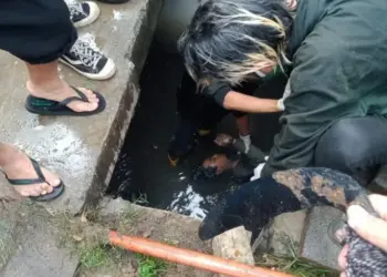 Hendak Mencuri Kabel di Cikokol Tangerang, Mr X Tewas Tersengat Listrik