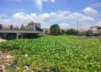 Tak Terurus, Situ Batusari di Batuceper Tangerang Dipenuhi Eceng Gondok