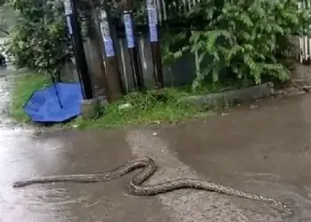 Tangsel Diguyur Hujan, Ular Keluar Kandang Hingga Pohon Tumbang