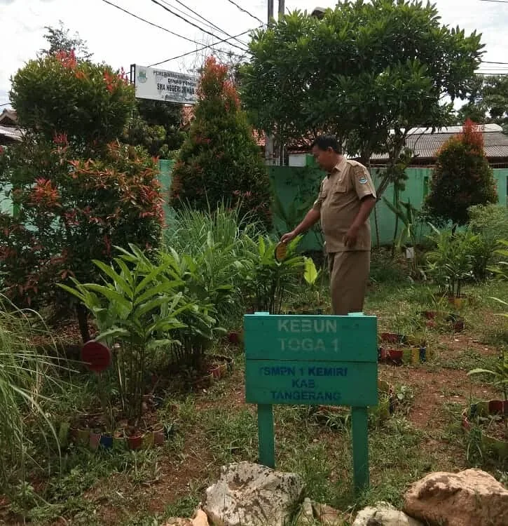 Butuh Kerja Keras dan Kekompakan Warga Sekolah, Pisang Ambon Bawa SMPN 1 Kemiri Raih Adiwiyata