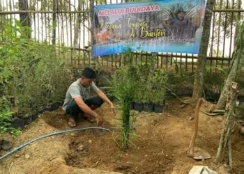 Eks Napiter  di Banten Berlatih Budidaya Kurma