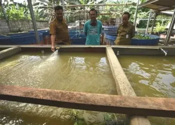 Pasar dan Pemintaan Lele Masih Tinggi di Kabupaten Serang