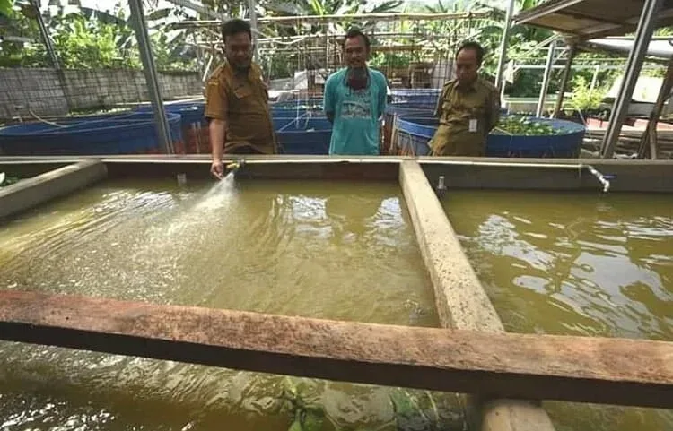 Pasar dan Pemintaan Lele Masih Tinggi di Kabupaten Serang