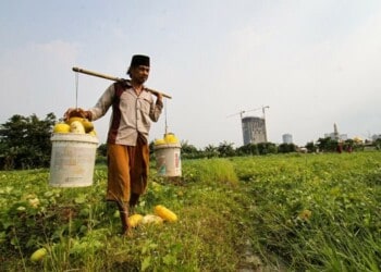 Melihat, Panen Buah Timun Suri di Bulan Ramadan