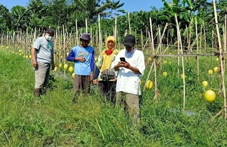 Buah Melon Pandeglang Diklaim Bagus