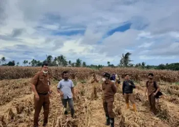 Jumlah Petani di Kabupaten Serang Terus Berkurang