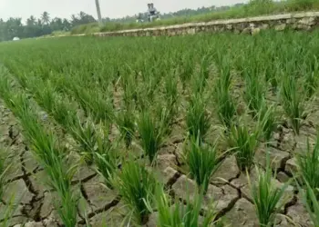 Petani di Patia Pandeglang Terancam Gagal Tanam